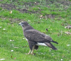 Buteo buteo