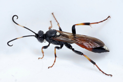 Ichneumon suspiciosus