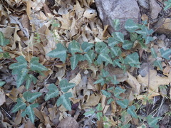 Phaseolus filiformis