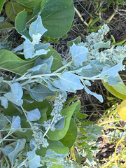 Atriplex jubata
