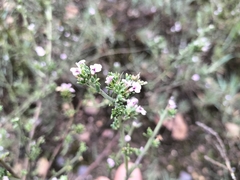 Muraltia spinosa