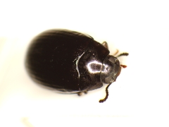 Platydema violacea