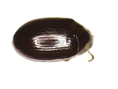 Platydema violacea