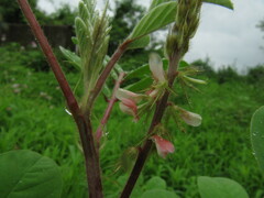 Indigofera astragalina