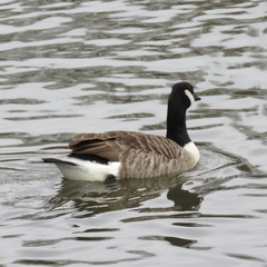 Branta canadensis