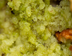 Didymium mucilago