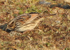 Xenospiza baileyi