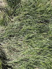 Sporobolus virginicus