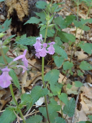Image of Stachys bigelovii by (c) Nicola van Berkel, some rights reserved (CC BY-SA)