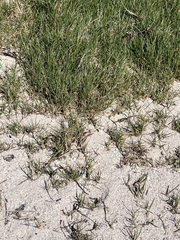 Sporobolus virginicus