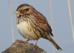 Xenospiza baileyi