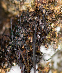 Stemonitis axifera