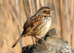 Xenospiza baileyi