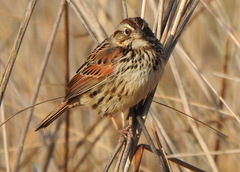 Xenospiza baileyi