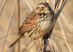 Xenospiza baileyi