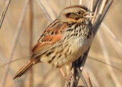 Xenospiza baileyi