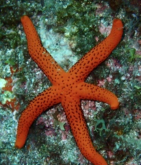 Echinaster sepositus