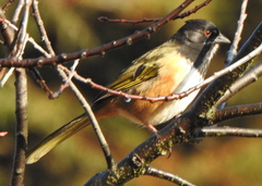 Pipilo maculatus macronyx