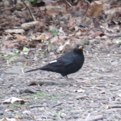 Turdus merula