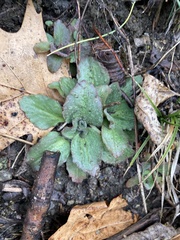 Micranthes virginiensis