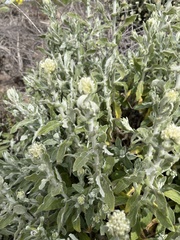 Pseudognaphalium microcephalum