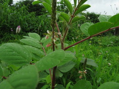 Indigofera astragalina