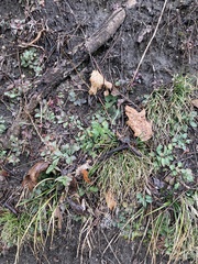 Micranthes virginiensis