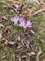 Crocus tommasinianus