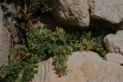Asperula crassula