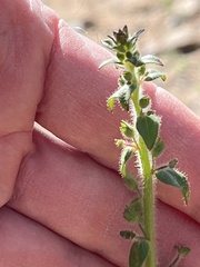 Sairocarpus nuttallianus