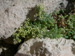 Asperula crassula