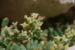 Asperula crassula