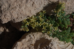 Asperula crassula