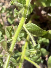Sairocarpus nuttallianus