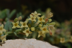 Asperula crassula