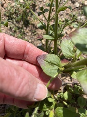 Sairocarpus nuttallianus