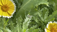 Eupeodes volucris