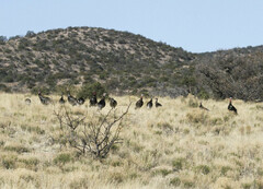 Meleagris gallopavo mexicana