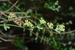 Asperula tournefortii