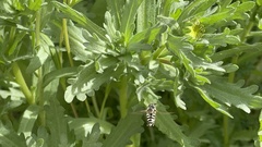Eupeodes volucris