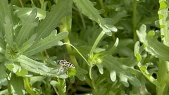 Eupeodes volucris