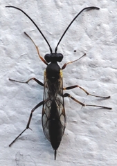 Hymenoptera