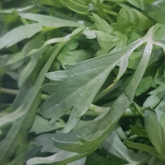 Lepidium sativum