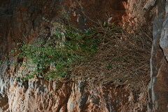 Asperula tournefortii
