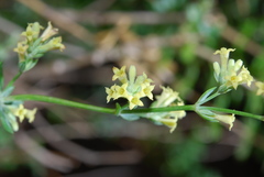 Asperula tournefortii