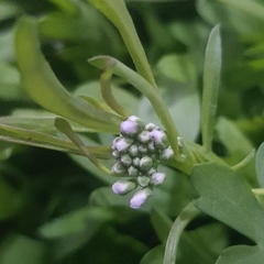 Lepidium sativum