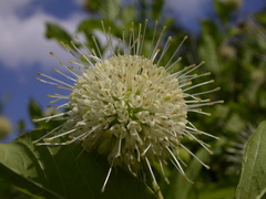 Cephalanthus occidentalis