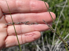 Melica imperfecta