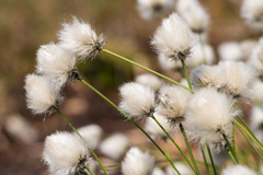 Eriophorum vaginatum