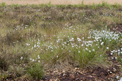 Eriophorum vaginatum